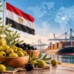 الزيتون المصري يغزو الأسواق العالمية.. 182 مليون دولار صادرات و5 أسواق تستحوذ على 68% من المبيعات
