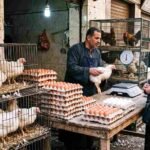 أسعار الدواجن والبيض اليوم للمستهلك في مصر