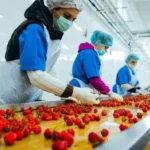 صادرات الصناعات الغذائية المصرية في 2026.. السعودية تتصدر وإسبانيا تقفز 107%
