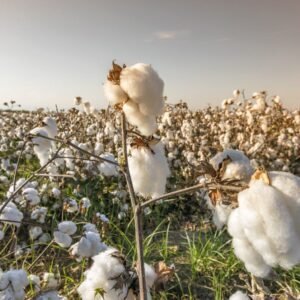 القطن البازيلي يسجل رقماً قياسياً جديداً مع تفوق الإنتاجيةرغم انخفاض المساحات