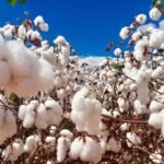 القطن البازيلي يسجل رقماً قياسياً جديداً مع تفوق الإنتاجيةرغم انخفاض المساحات
