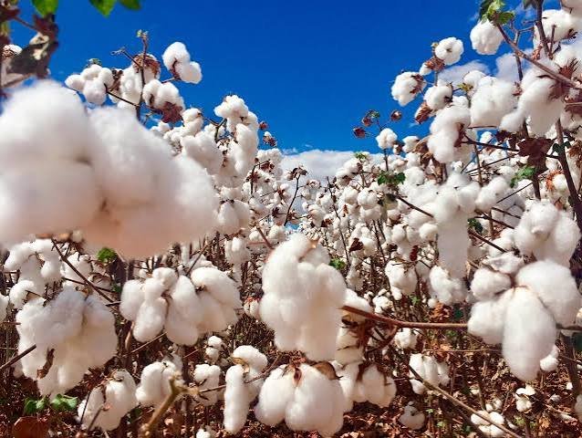 القطن البازيلي يسجل رقماً قياسياً جديداً مع تفوق الإنتاجيةرغم انخفاض المساحات