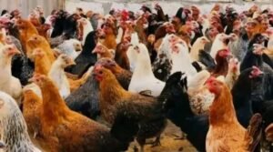 استقرار أسعار الفراخ البيضاء والبلدي اليوم ...تعرف على أسعار الدواجن الأربعاء 21أكتوبر 2026  في المزارع والأسواق