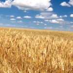 تركيا تحقق رقماً قياسياً غير مسبوق في إنتاج القمح بفضل هطول الأمطار