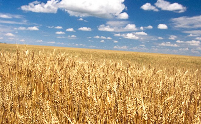 تركيا تحقق رقماً قياسياً غير مسبوق في إنتاج القمح بفضل هطول الأمطار
