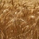 من القمح إلى الصادرات.. علاء فاروق يكشف خريطة تطوير الزراعة المصرية حتى 2030